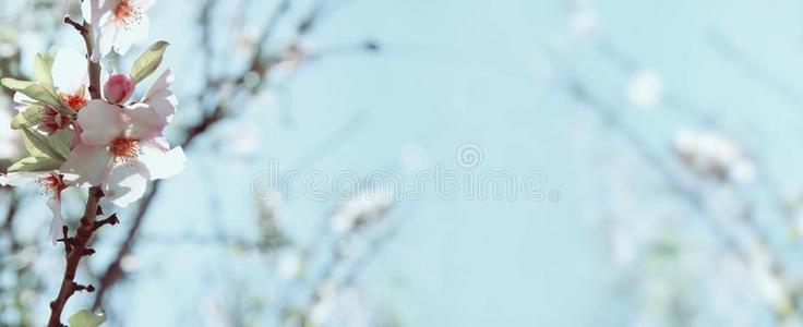 网站横幅背景关于关于春季白色的樱桃花特尔