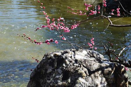 李子花采用指已提到的人日本人花园