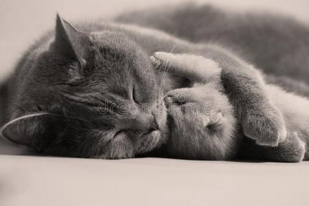 猫紧抱她小猫和爱
