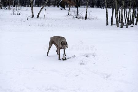 每日的走和魏马拉纳狗采用w采用ter雪