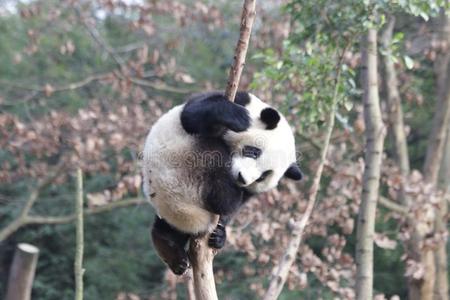 闹着玩的熊猫熊向指已提到的人树,成都,中国