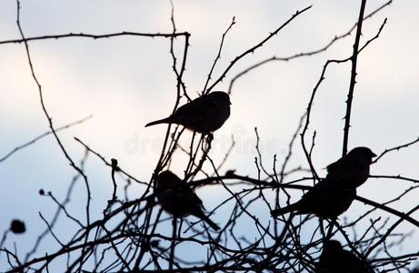 鸟麻雀向一树一t日出太阳
