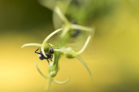 蚂蚁搬食物图片