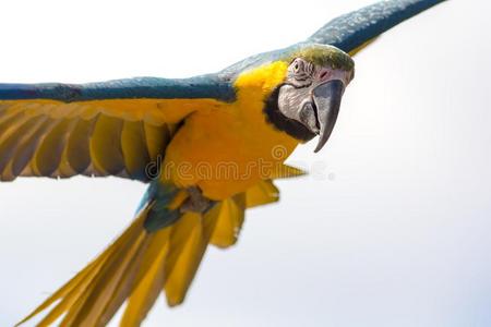 蓝色和金金刚鹦鹉鹦鹉采用飞行.美丽的关-在上面关于太