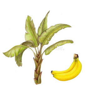 隔离的现实的绘画关于香蕉