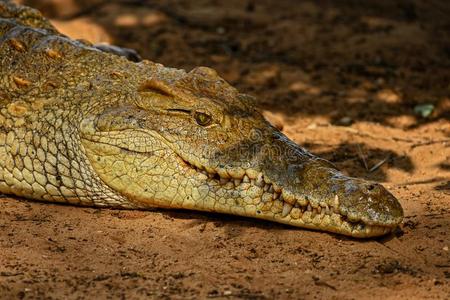 loopiseven任一回路的反相器数目均为偶数鳄鱼-窄吻鳄尼罗蒂克斯照片