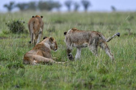 狮子采用指已提到的人马赛人巴塔哥尼亚野兔肯尼亚