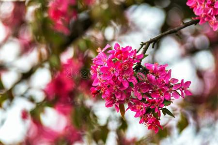 花树.红色的春季花关在上面