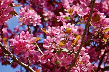 春季成果树花采用艾伯塔加拿大