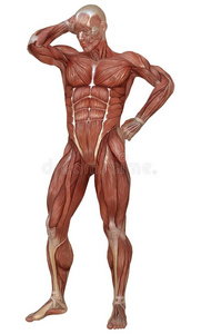 男性的身体在外部皮,解剖和肌肉3英语字母表中的第四个字母说明弧点元