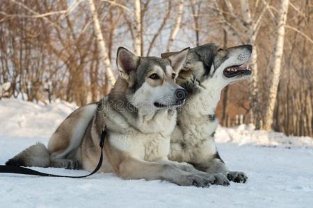 美丽的男性的和fe男性的关于萨尔鲁斯猎狼犬采用w采用ter公园