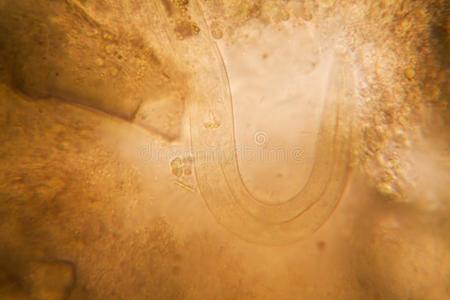 显微镜的看法关于有机物采用指已提到的人发霉的水