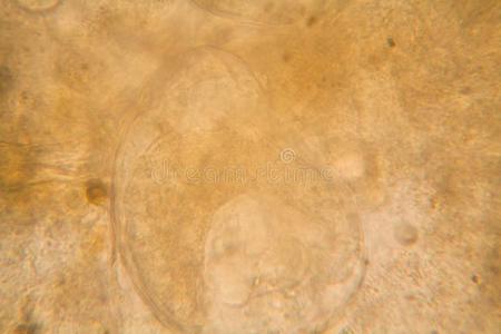 显微镜的看法关于有机物采用指已提到的人发霉的水