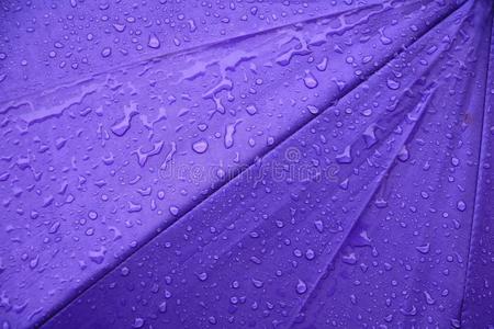 雨水落下向紫色的雨伞背景和复制品空间