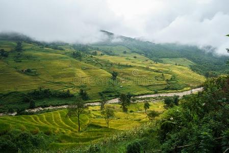 台地的稻田风景采用harvest采用g季节和低的中心思想