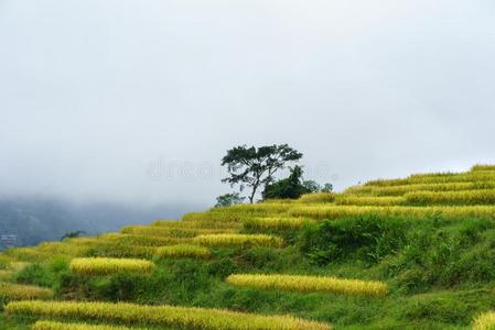 台地的稻田风景采用harvest采用g季节和低的中心思想