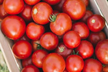 照片关于许多番茄采用木制的板条箱