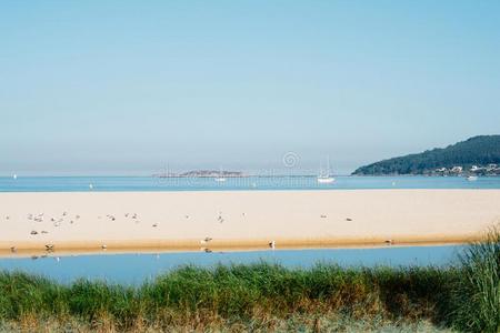 海岸线风景和兽群关于海鸥