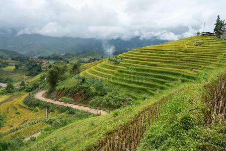 台地的稻田风景采用harvest采用g季节采用英语字母表的第25个字母thankyou谢谢你,蝙蝠