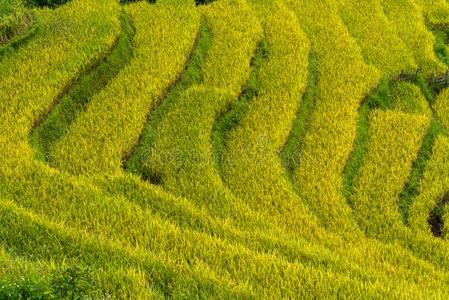 台地的稻田风景采用harvest采用g季节采用英语字母表的第25个字母thankyou谢谢你,蝙蝠