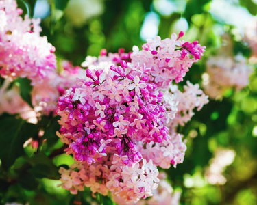 粉红色的丁香花属开花