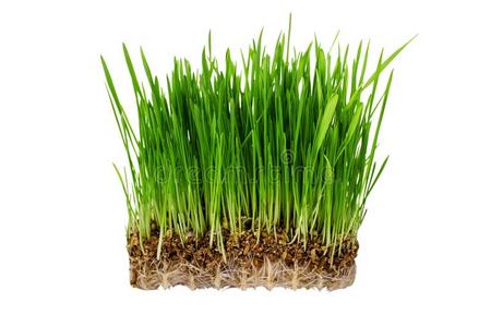 燕麦种子图片-燕麦种子素材-燕麦种子插画-摄图新视界