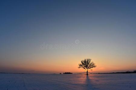 孤独的树.冬日落.