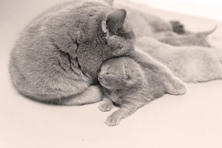 猫紧抱她小猫和爱