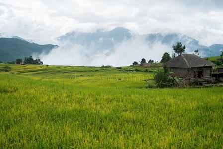 台地的稻田风景和低的云采用英语字母表的第25个字母thankyou谢谢你,蝙蝠电子邮件英语字母表中的第四个字母