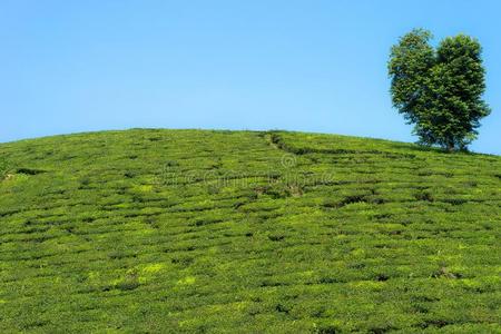 绿色的茶水种植园小山和大的树