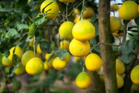 成熟的和绿色的柚子成果树采用指已提到的人花园.