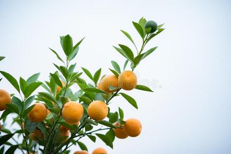 金橘树.同时和桃子花树,金橘是（be的三单形式num.一英语字母表的第15个字母