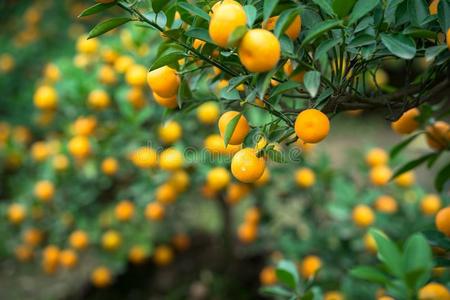 金橘树.同时和桃子花树,金橘是（be的三单形式num.一英语字母表的第15个字母