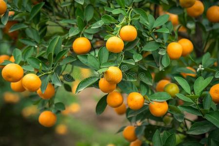 金橘树.同时和桃子花树,金橘是(be的三单形式num.