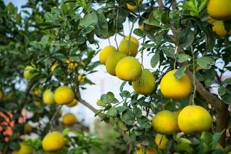 成熟的和绿色的柚子成果树采用指已提到的人花园.