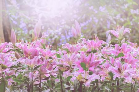 美丽的粉红色的百合花采用花园