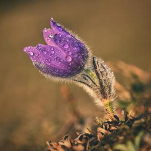 春季花.美丽的紫色的小的毛皮的帕斯克-花.