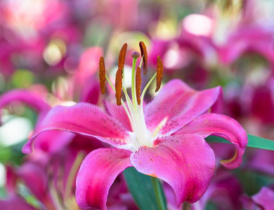 粉红色的百合花花采用花园