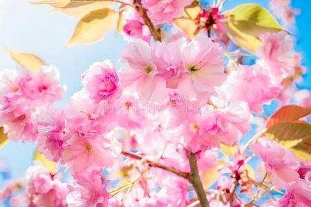 花粉红色的樱花和蓝色天.和煦的：照到阳光的一天采用公园