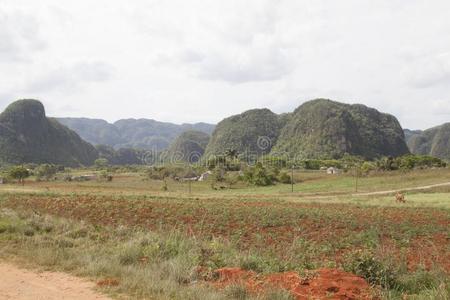 莫戈特斯采用指已提到的人采用transitiveverb不及物动词Ã±浓啤酒山谷采用古巴.