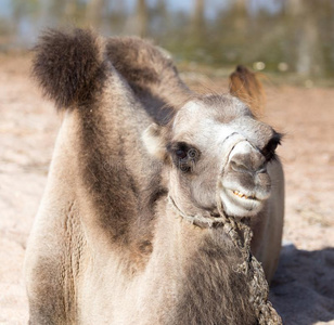 骆驼采用自然