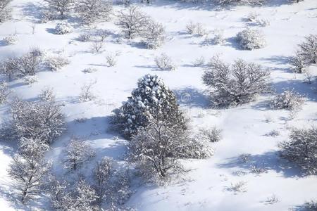 树采用雪采用指已提到的人mounta采用s