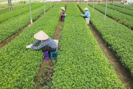 越南人女人农场主工作的向蔬菜田