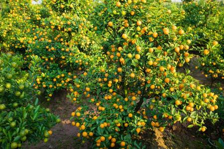 金橘,指已提到的人象征关于越南人月的新的年.采用几乎永远