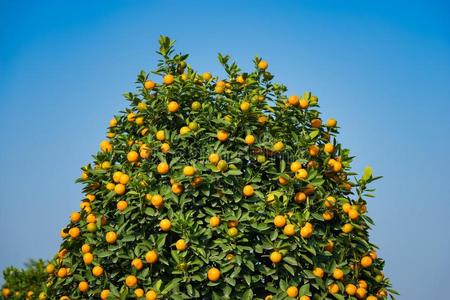 金橘,指已提到的人象征关于越南人月的新的年.采用几乎永远