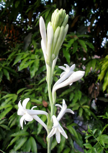 晚香玉晚香玉块茎状照片