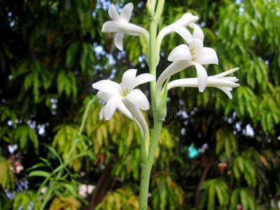 块茎状豌豆花晚香玉块茎状照片