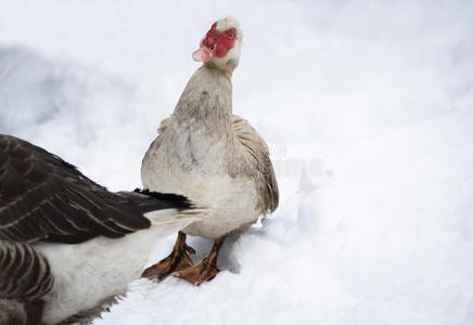 肖像关于恶劣的俄国鸭子不用过的向寒冷的温度和