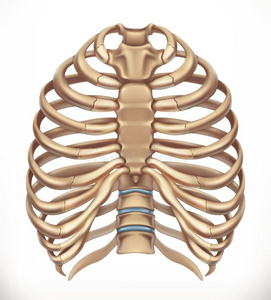 胸廓图片 胸廓素材 胸廓插画 摄图新视界
