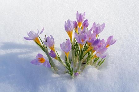 第一蓝色番红花属花,春季藏红花采用松软的雪